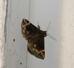 Hypena abalienalis