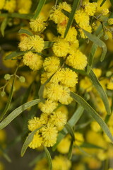 Acacia