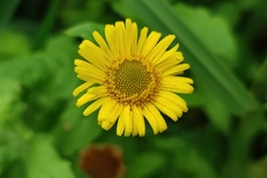 Pulicaria dysenterica
