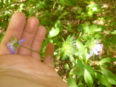 Knautia dipsacifolia