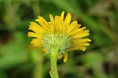 Pulicaria dysenterica