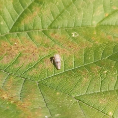 Cicadellidae