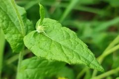 Pulicaria dysenterica