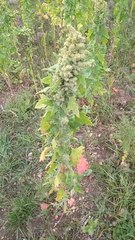 Chenopodium album