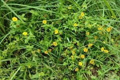 Pulicaria dysenterica