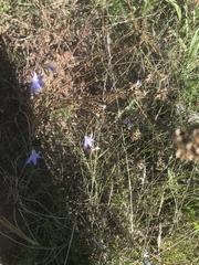 Wahlenbergia capillaris