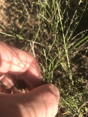 Wahlenbergia capillaris