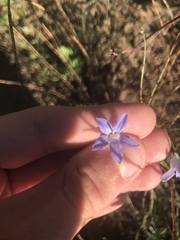 Wahlenbergia capillaris