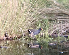 Gallinula tenebrosa