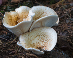 Neolentinus lepideus
