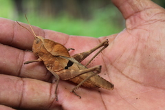 Xyleus discoideus mexicanus