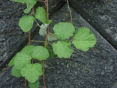 Rubus parvifolius