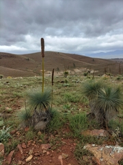 Xanthorrhoea quadrangulata