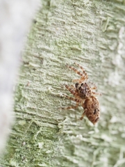 Salticidae