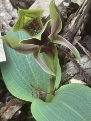 Chiloglottis valida