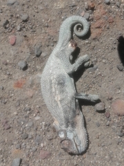 Bradypodion gutturale