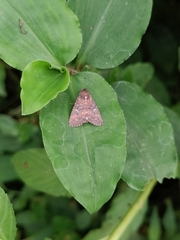 Condica