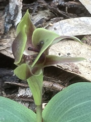 Chiloglottis valida