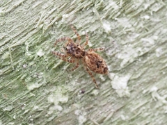 Salticidae