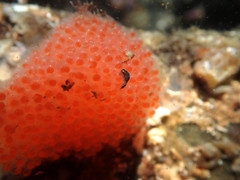 Acanthoclinus fuscus