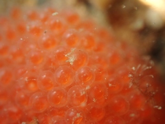 Acanthoclinus fuscus