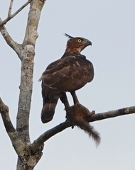 Nisaetus nanus