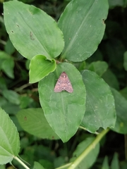 Condica