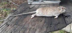 Rattus exulans