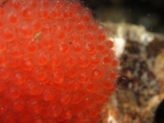 Acanthoclinus fuscus