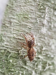 Salticidae