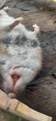 Rattus exulans