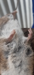 Rattus exulans