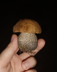 Leccinum versipelle