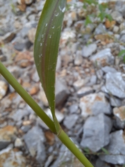Setaria pumila