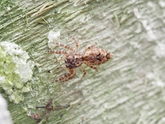 Salticidae