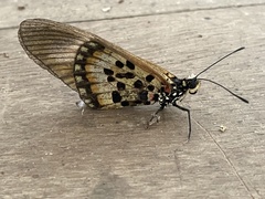 Acraea