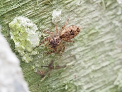 Salticidae