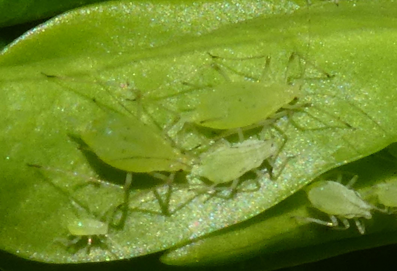 Daphne Aphid