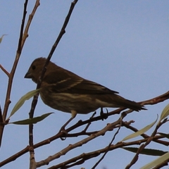 Carpodacus erythrinus