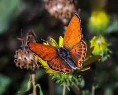 Lycaena thersamon
