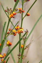 Daviesia leptophylla