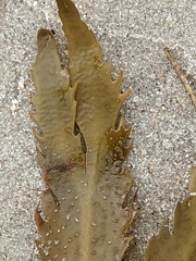 Fucus serratus