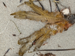 Fucus serratus