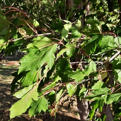 Acer ginnala