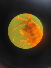Gammarus locusta