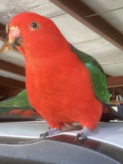 Alisterus scapularis