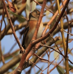 Fringilla montifringilla