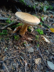 Tylopilus felleus
