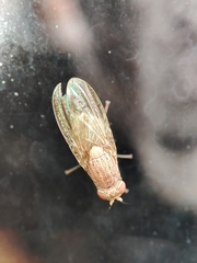 Brachycera