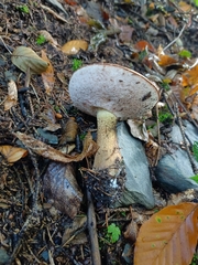 Tylopilus felleus